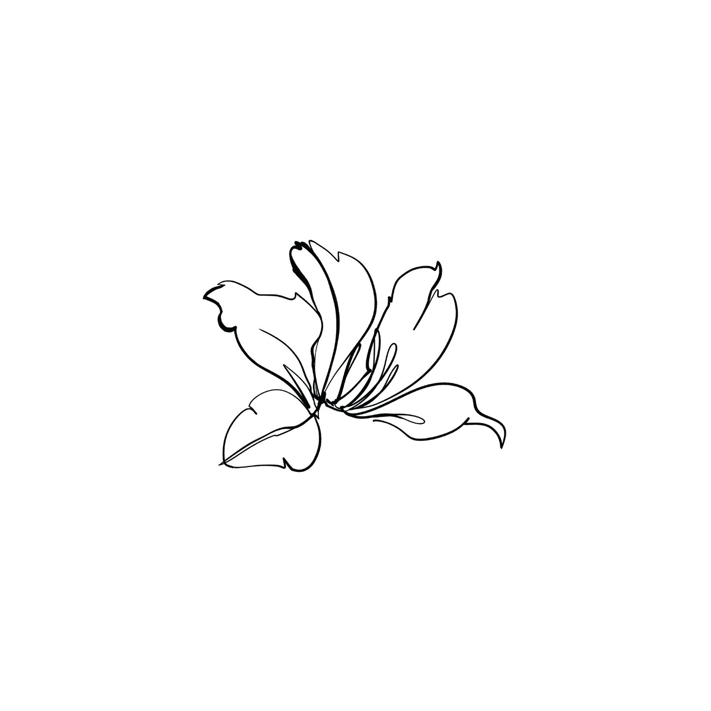 香港蘭花1