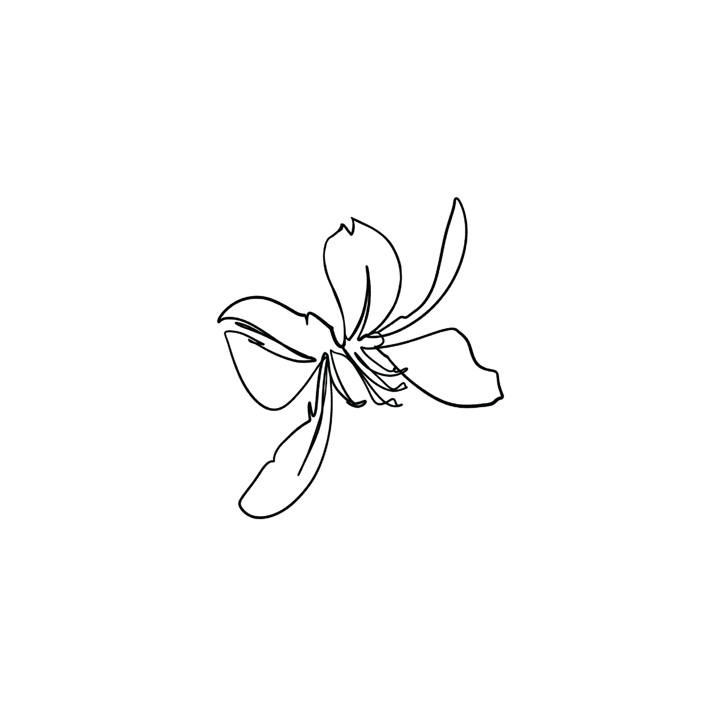 香港蘭花2