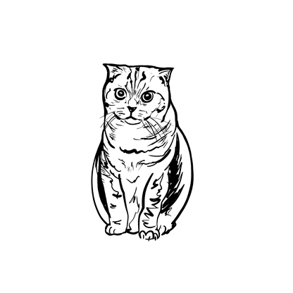 短毛貓盲盒：半永久紋身